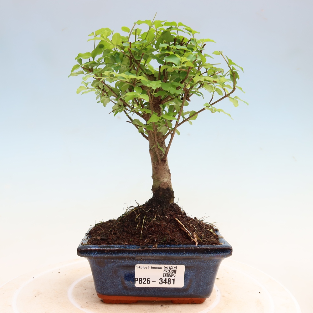 Camera bonsai -Ligustrum chinensis - Becco d'uccello