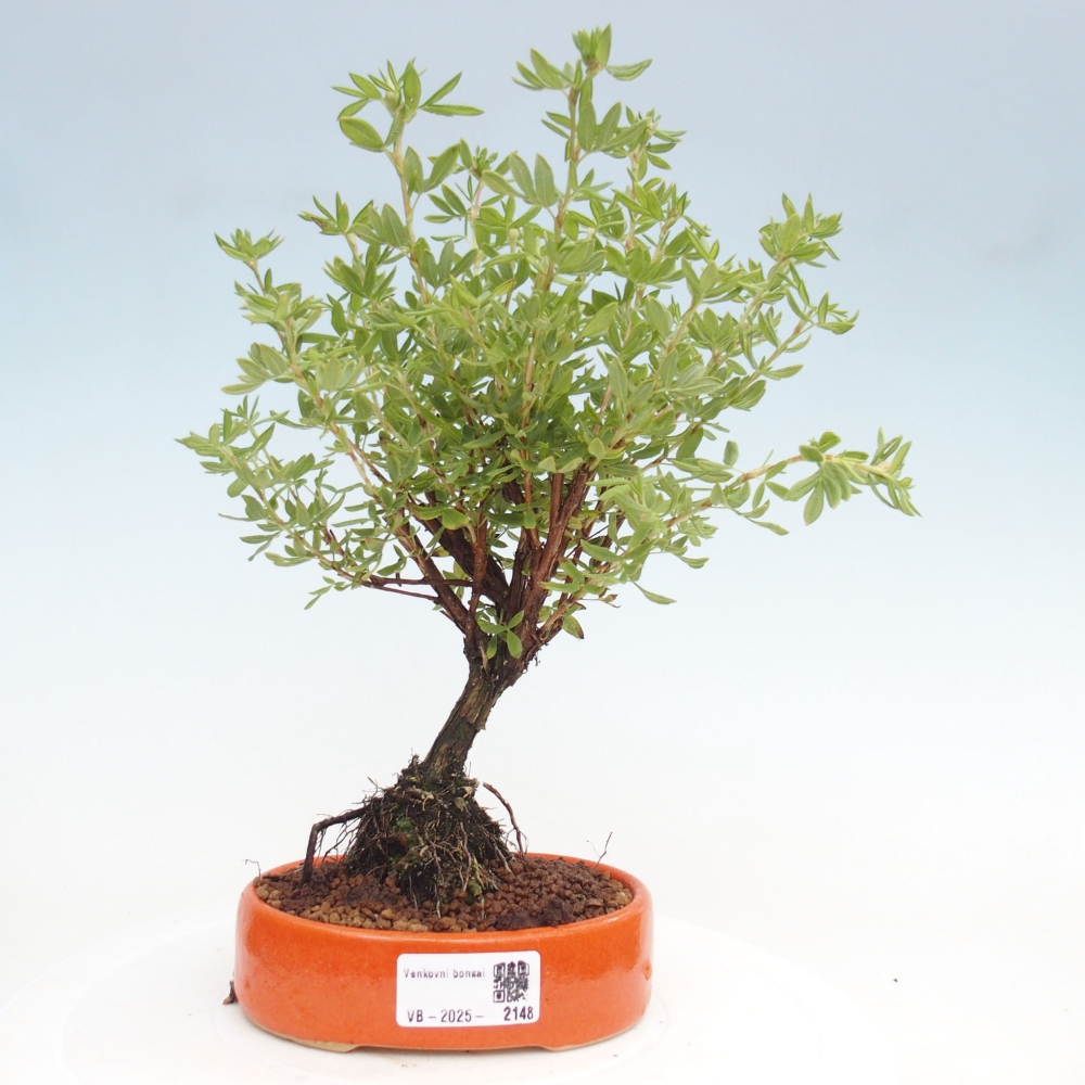 Bonsai da esterno - Potentila fruticosa yellow Bird
