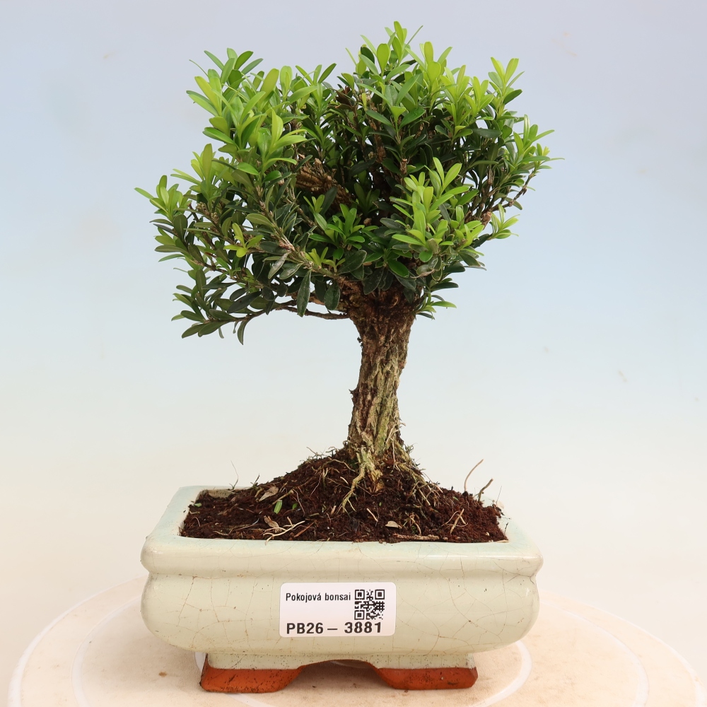 Camera bonsai - Buxus harlandii - buxus da sughero
