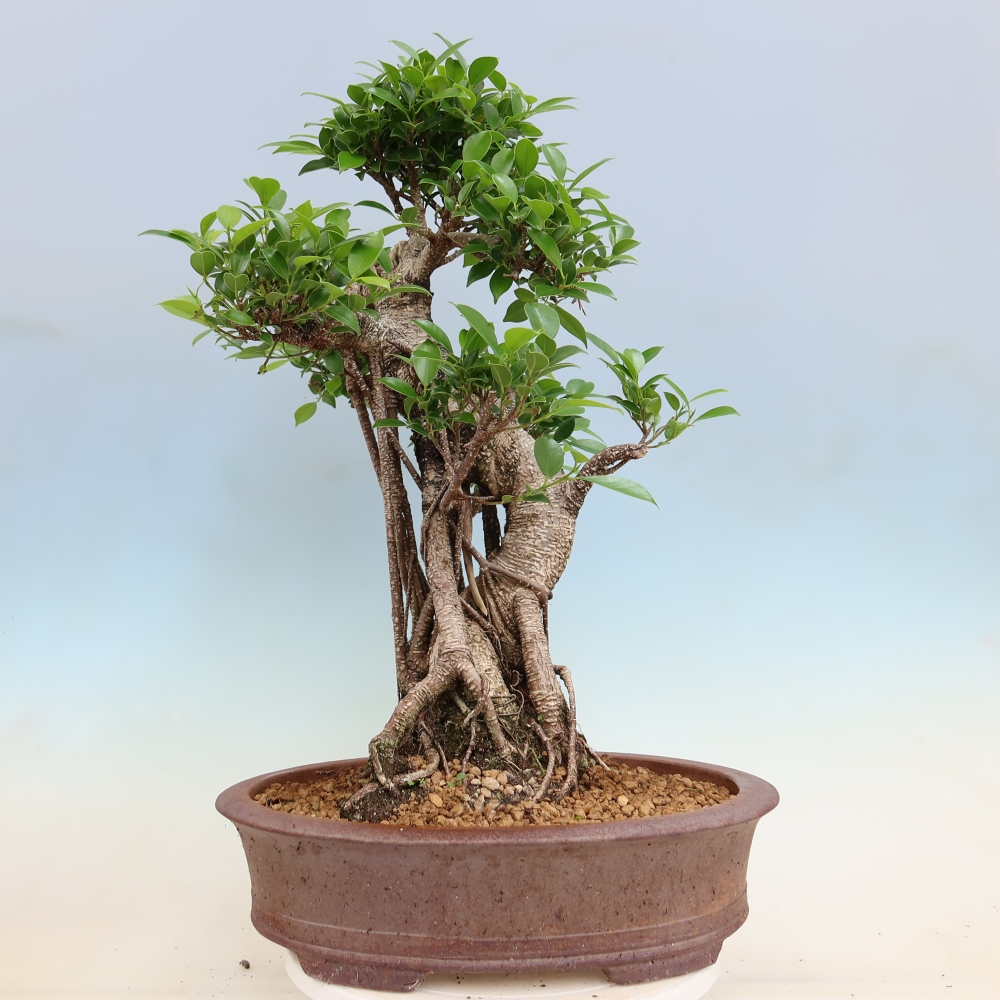 Camera bonsai - Ficus kimmen - ficus a foglie piccole