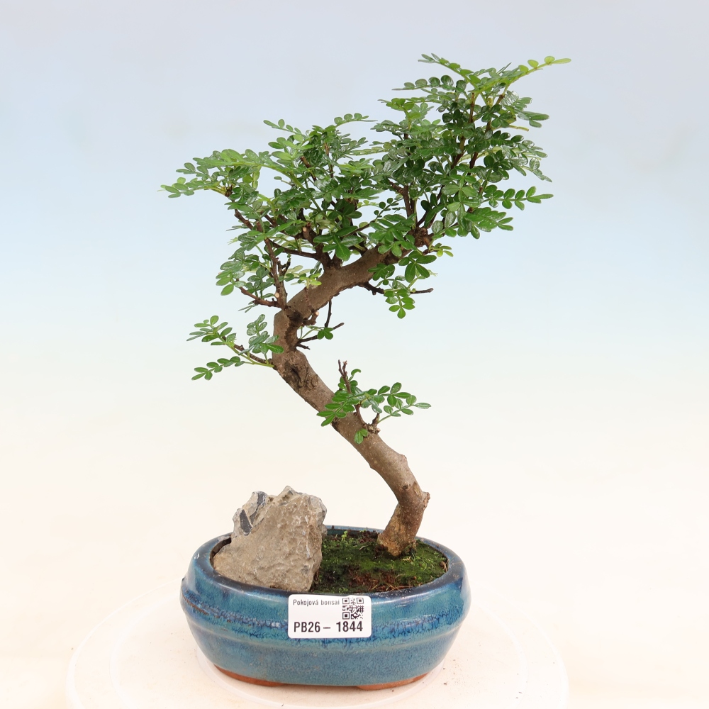 Camera bonsai - Zantoxylum piperitum - albero del pepe