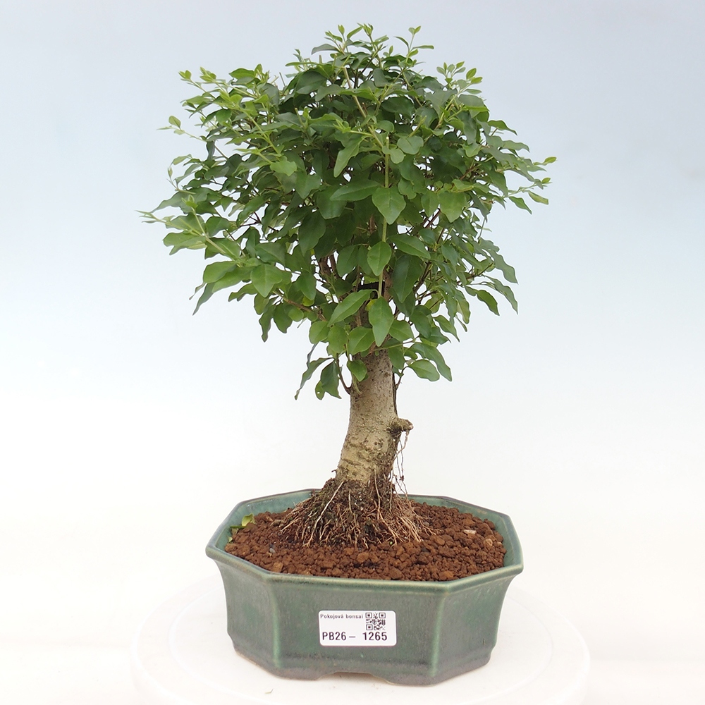 Camera bonsai -Ligustrum chinensis - Becco d'uccello