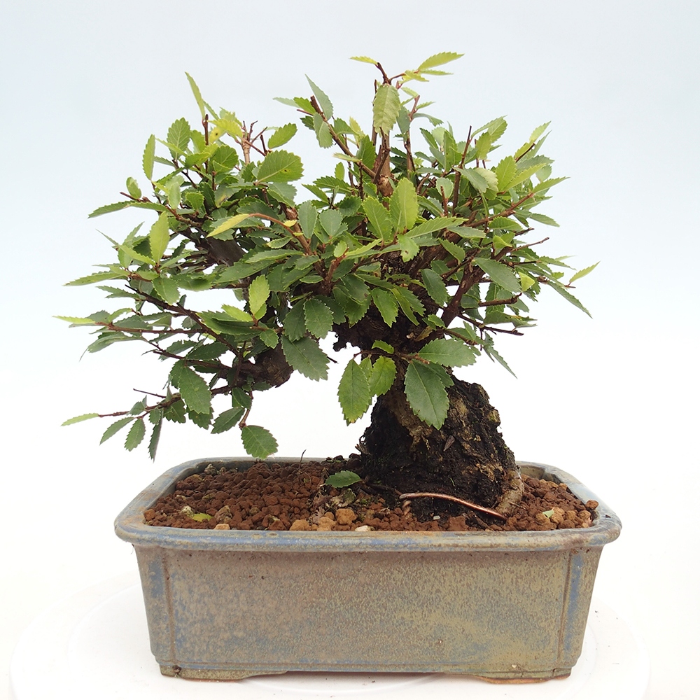 Bonsai da esterno - Zelkova - Zelkova NIRE