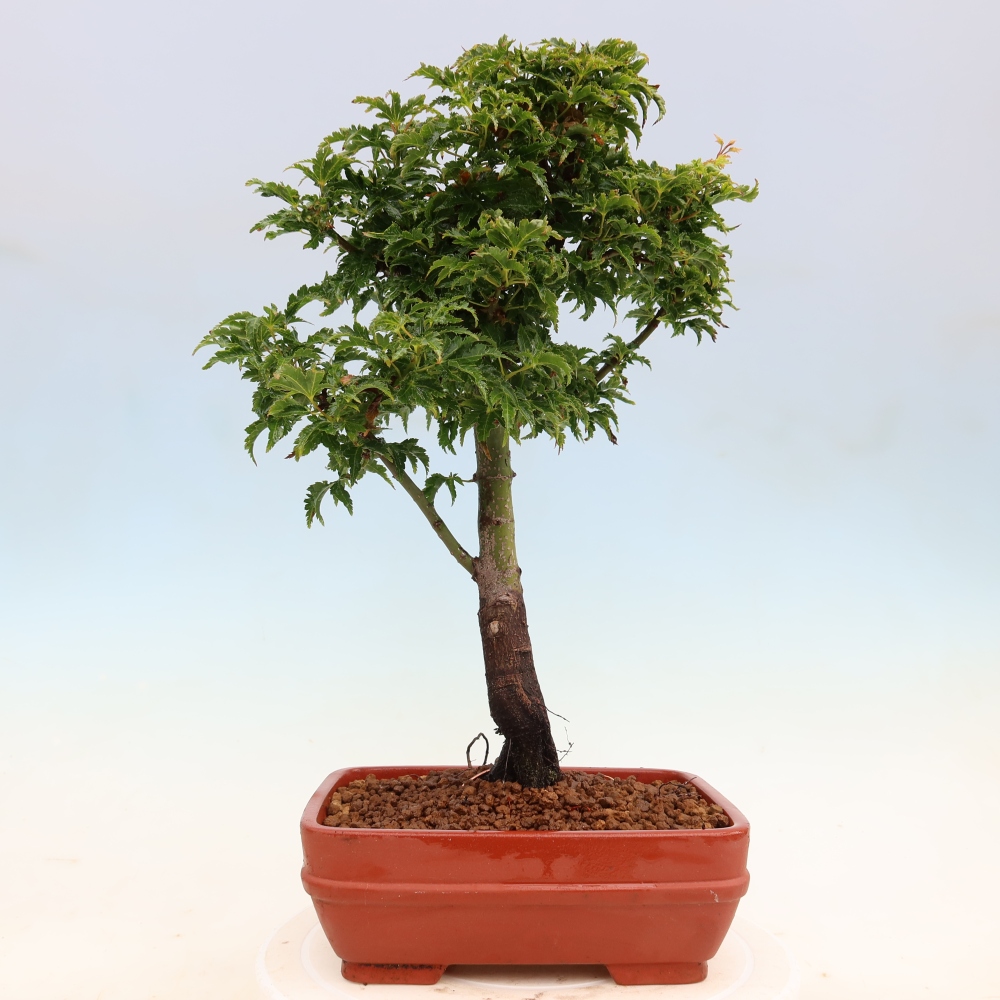 Bonsai da esterno -Palma di Giava Acer palmatum Shishigashira