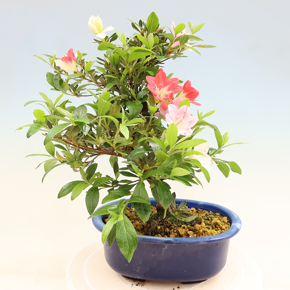 Bonsai da esterno - Azalea giapponese - Azalea CHIHIRO