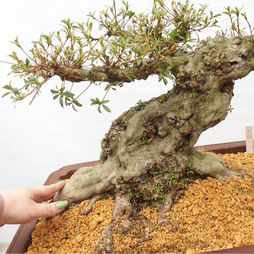 Bonsai da esterno - Azalea giapponese - Azalea Hekinan-no-Tsuki