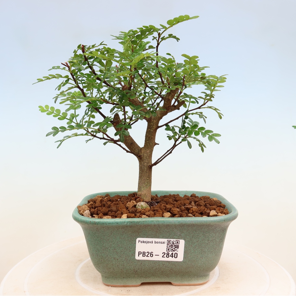 Camera bonsai - Zantoxylum piperitum - albero del pepe