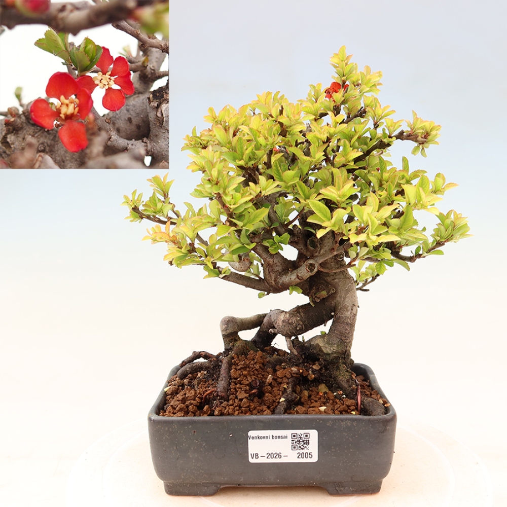 Bonsai da esterno - Chaneomeles speciosa Chojubai