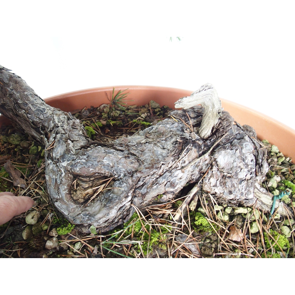 Yamadori - Pinus sylvestris Spagna