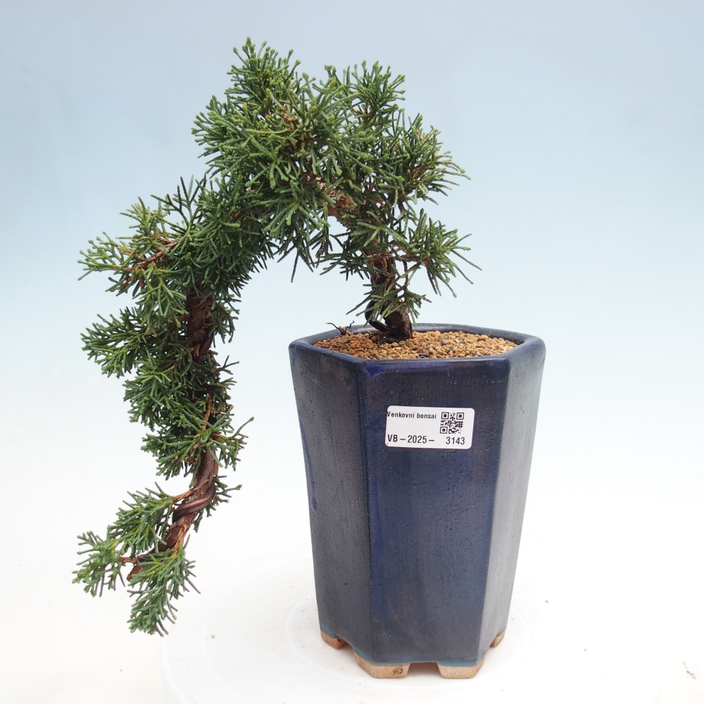 Bonsai da esterno - Juniperus chinensis Kishu