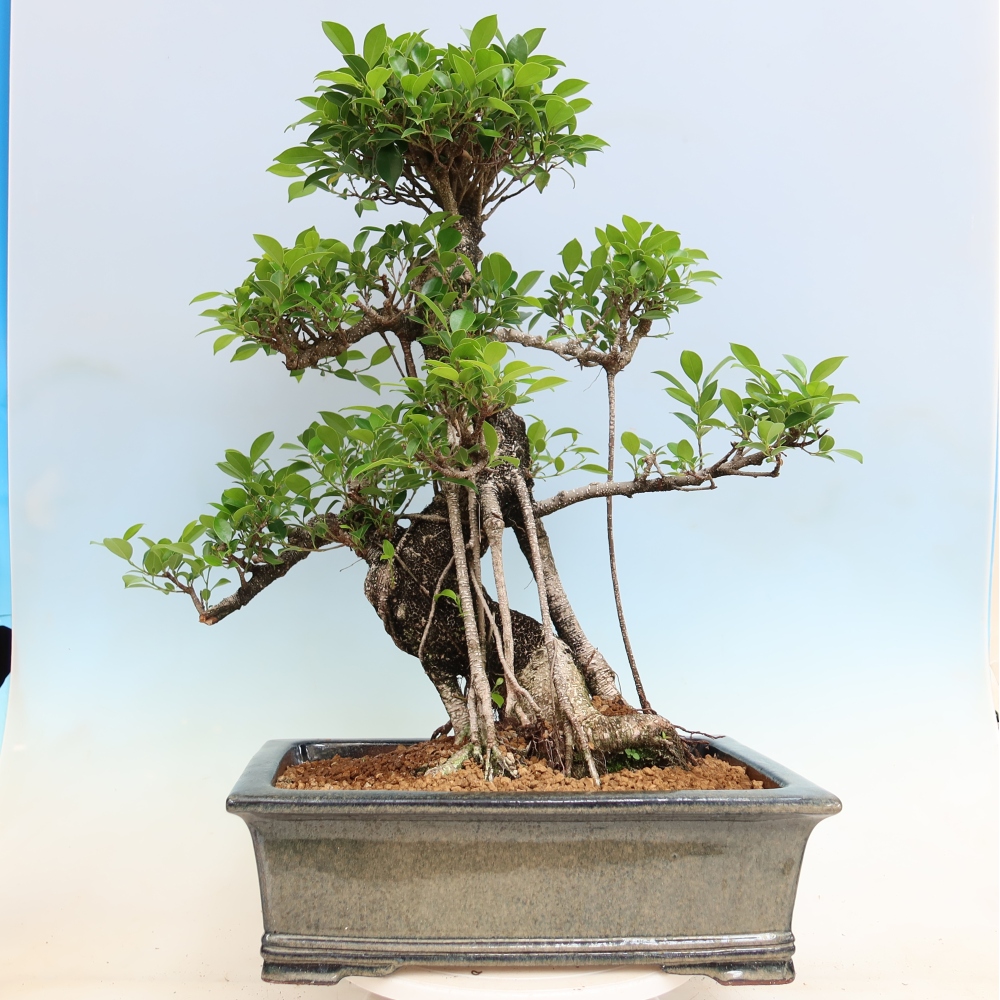 Camera bonsai - Ficus kimmen - ficus a foglie piccole