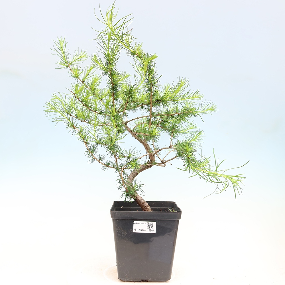 Bonsai da esterno -Larix decidua - Larice
