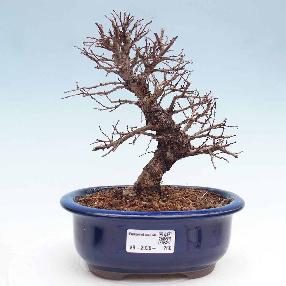 Bonsai da esterno - Zelkova - Zelkova NIRE