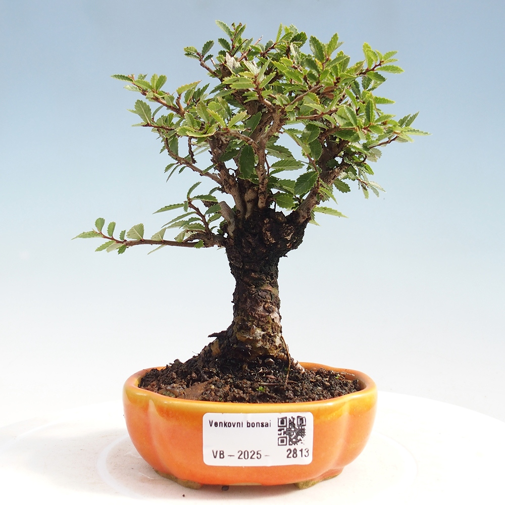 Bonsai da esterno - Zelkova - Zelkova NIRE
