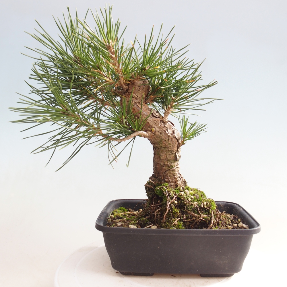 Bonsai da esterno - Pinus thunbergii - Pino di Thunberg