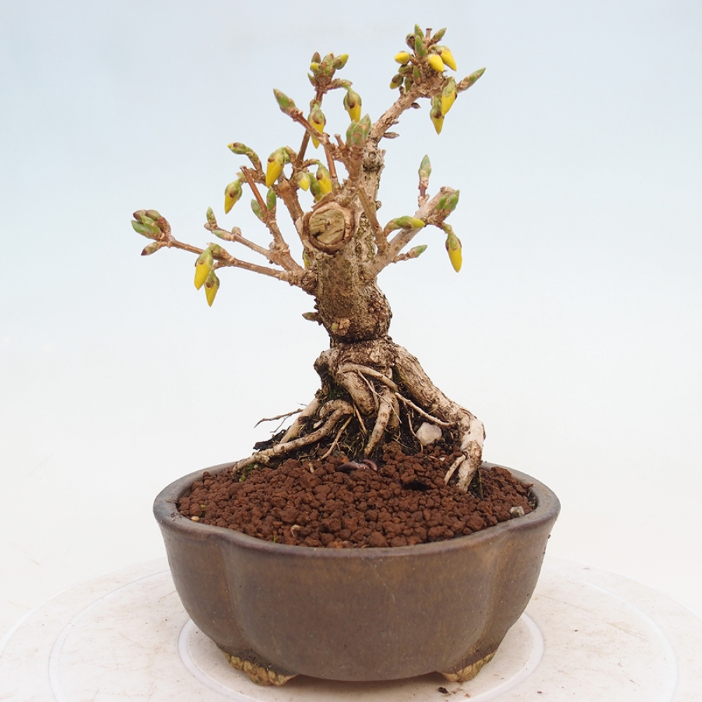Bonsai da esterno - Zlatice - Forsythia intermedia
