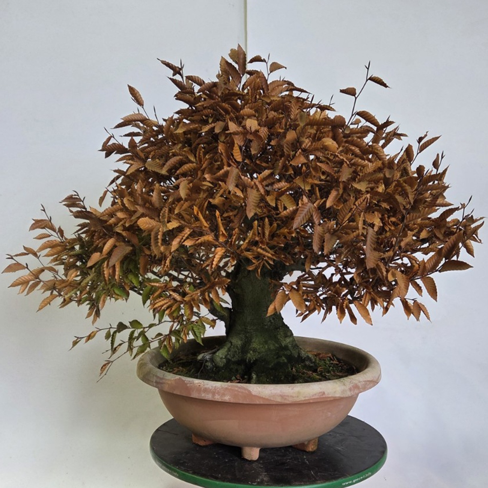 Bonsai da esterno - Fagus crenata