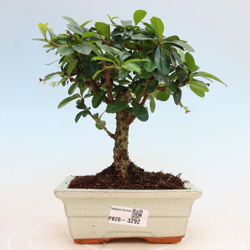 Camera bonsai - Carmona macrophylla - Tea fuki