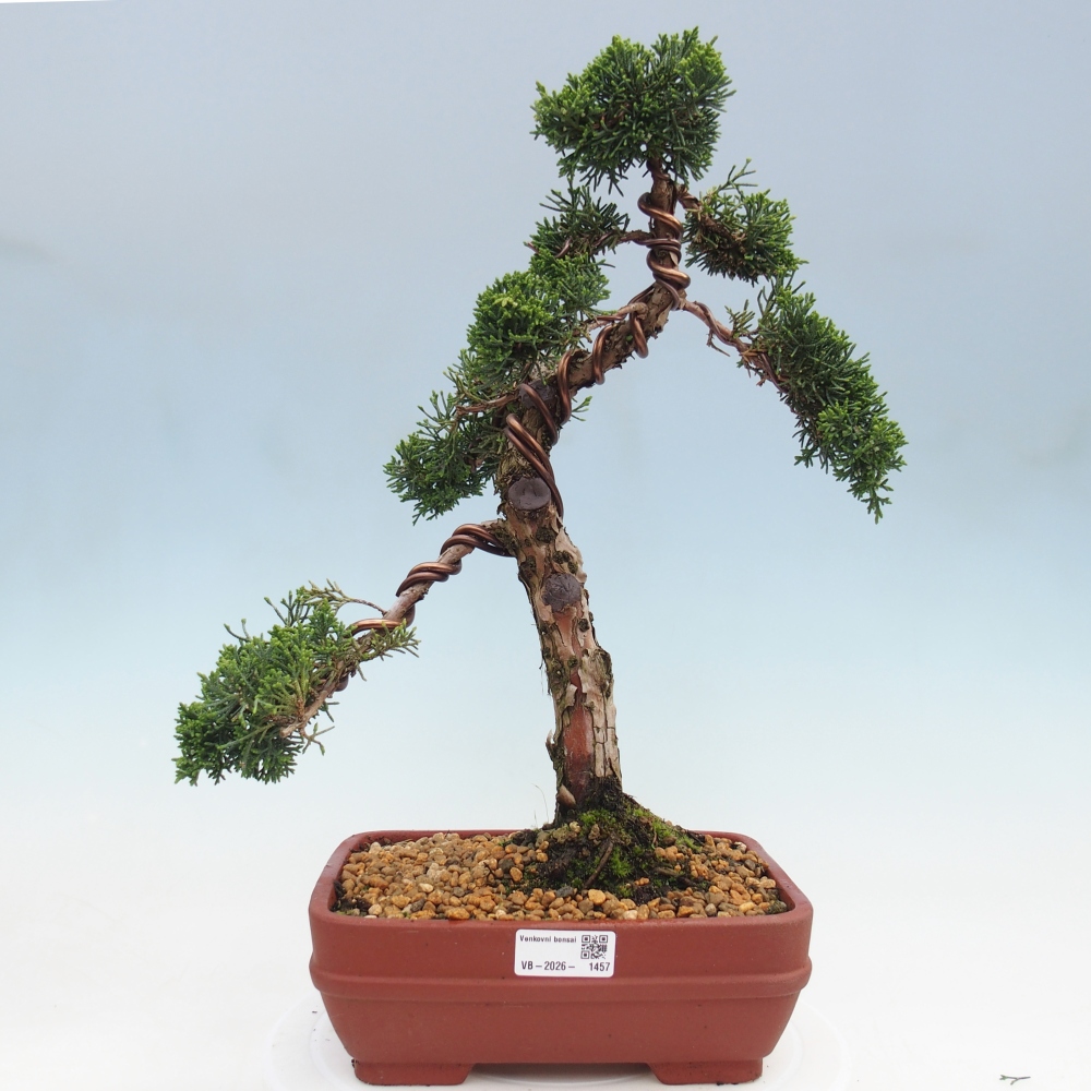 Bonsai da esterno - Juniperus chinensis Kishu