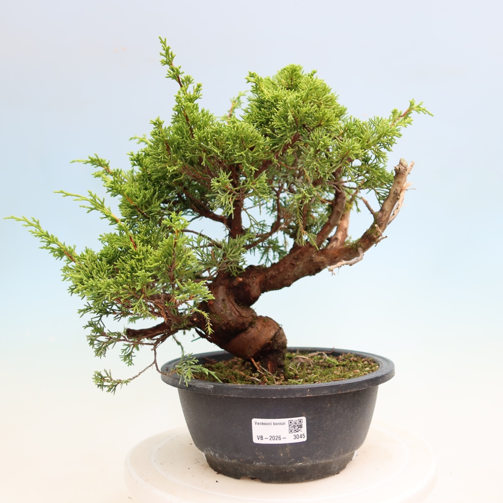 Bonsai da esterno - Juniperus chinensis Itoigawa-Juniperus chinensis