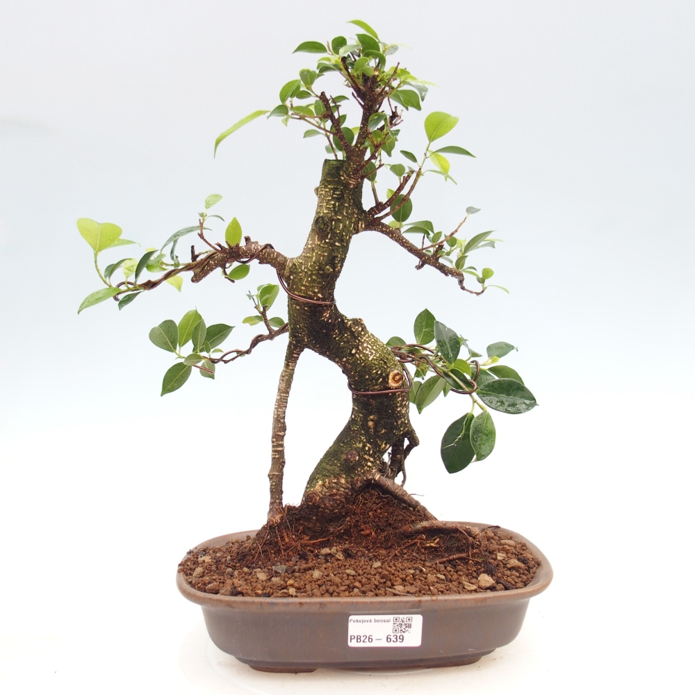 Camera bonsai - Ficus kimmen - ficus a foglie piccole