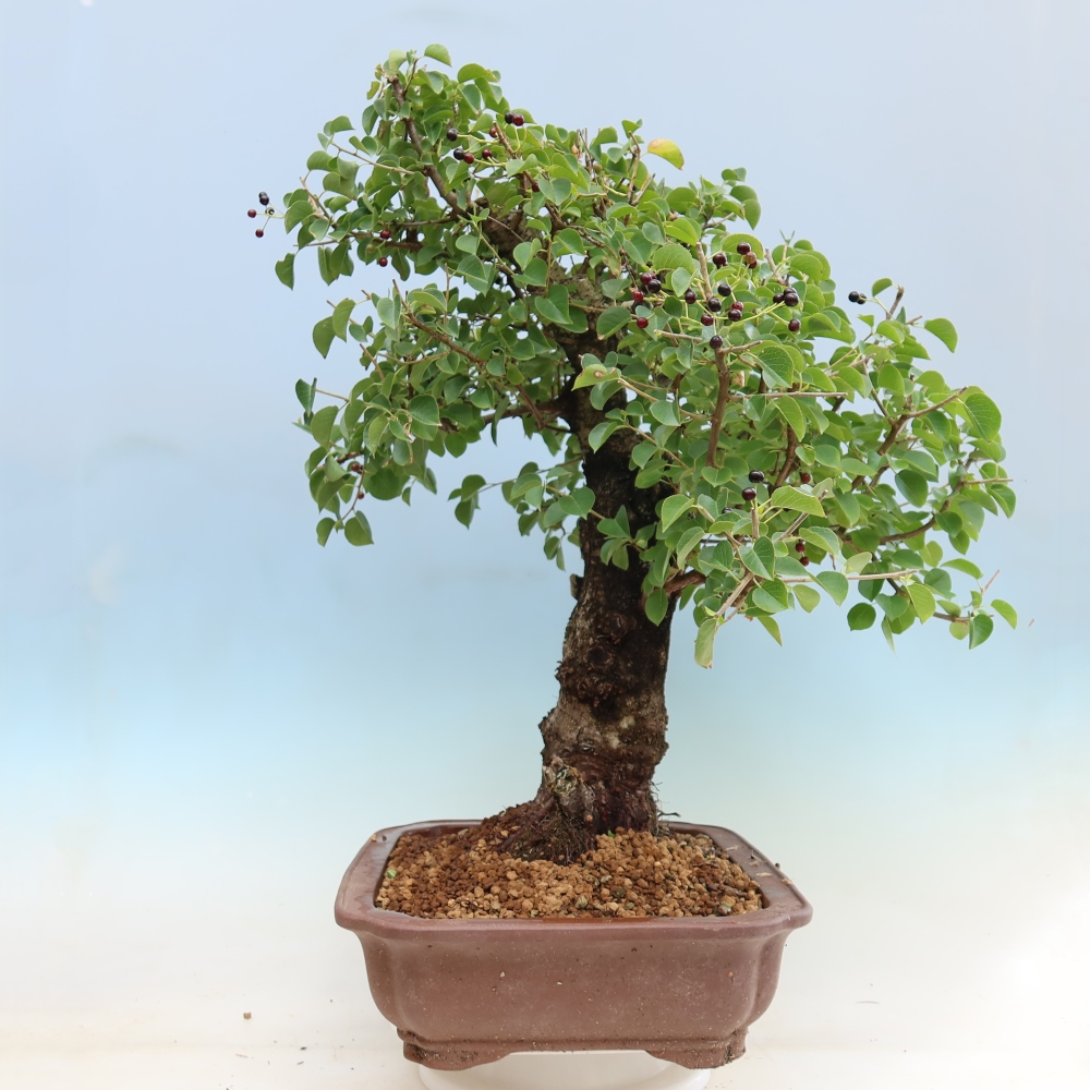 Bonsai da esterno - Mahalebka - Prunus mahaleb