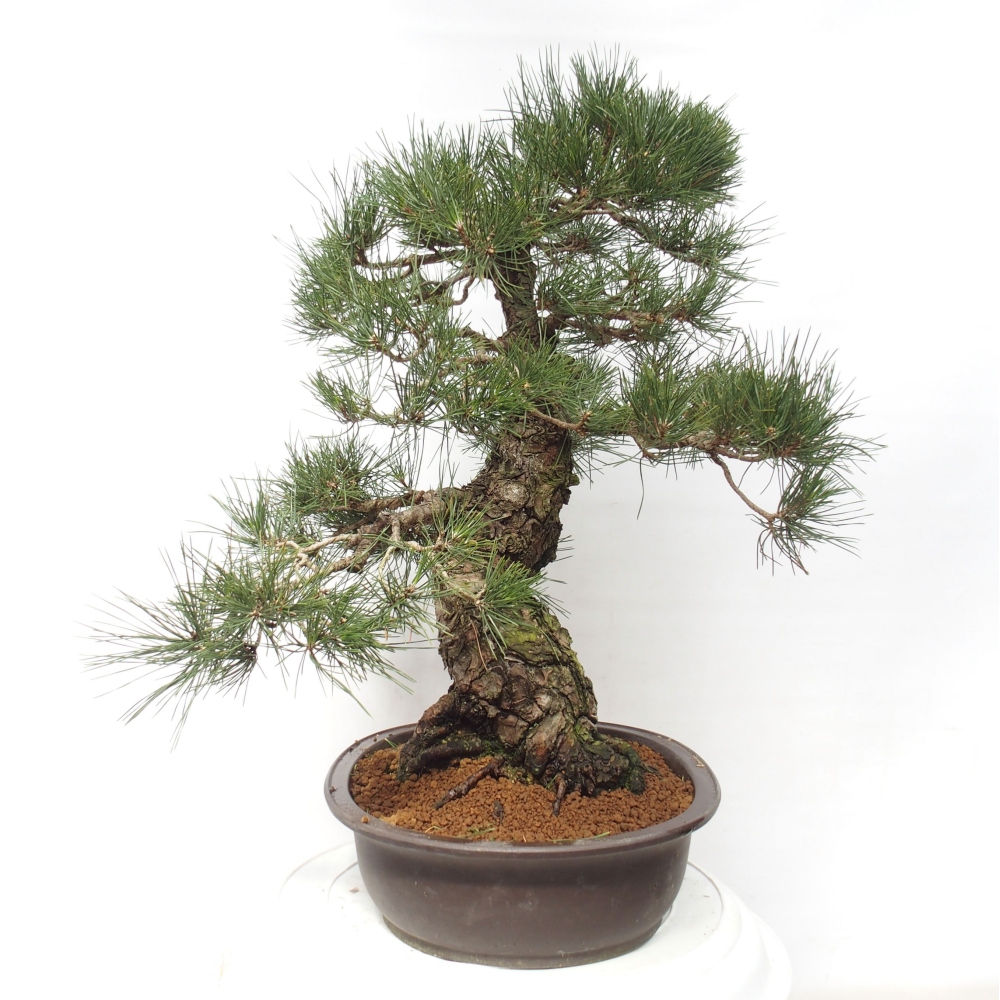 Bonsai da esterno - Pinus thunbergii - Pino di Thunberg