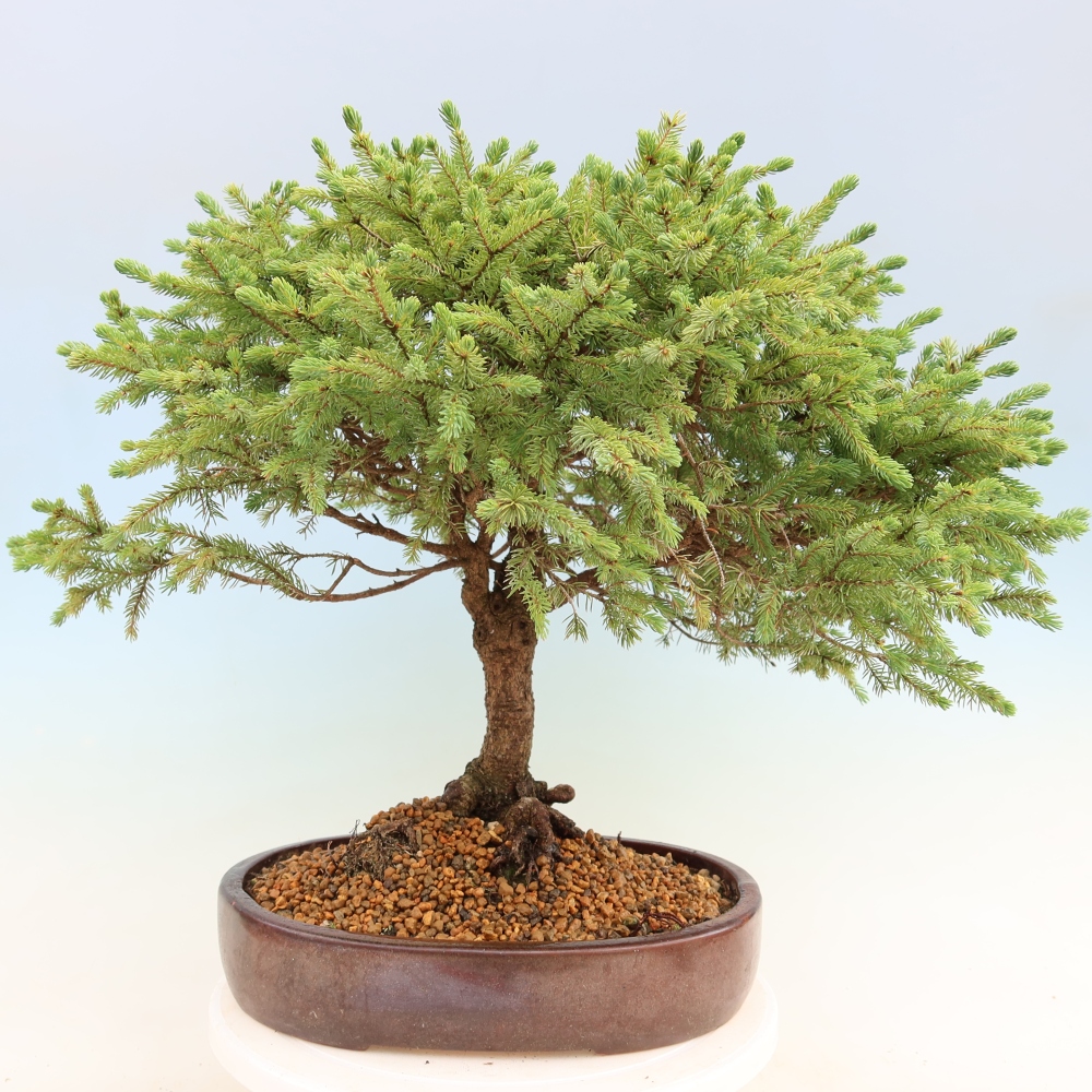Bonsai da esterno - Picea glauca Echiniformis – Abete grigio