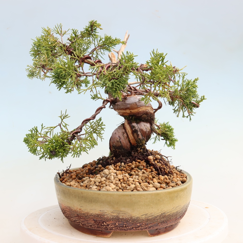 Bonsai da esterno - Juniperus chinensis Itoigawa-Juniperus chinensis