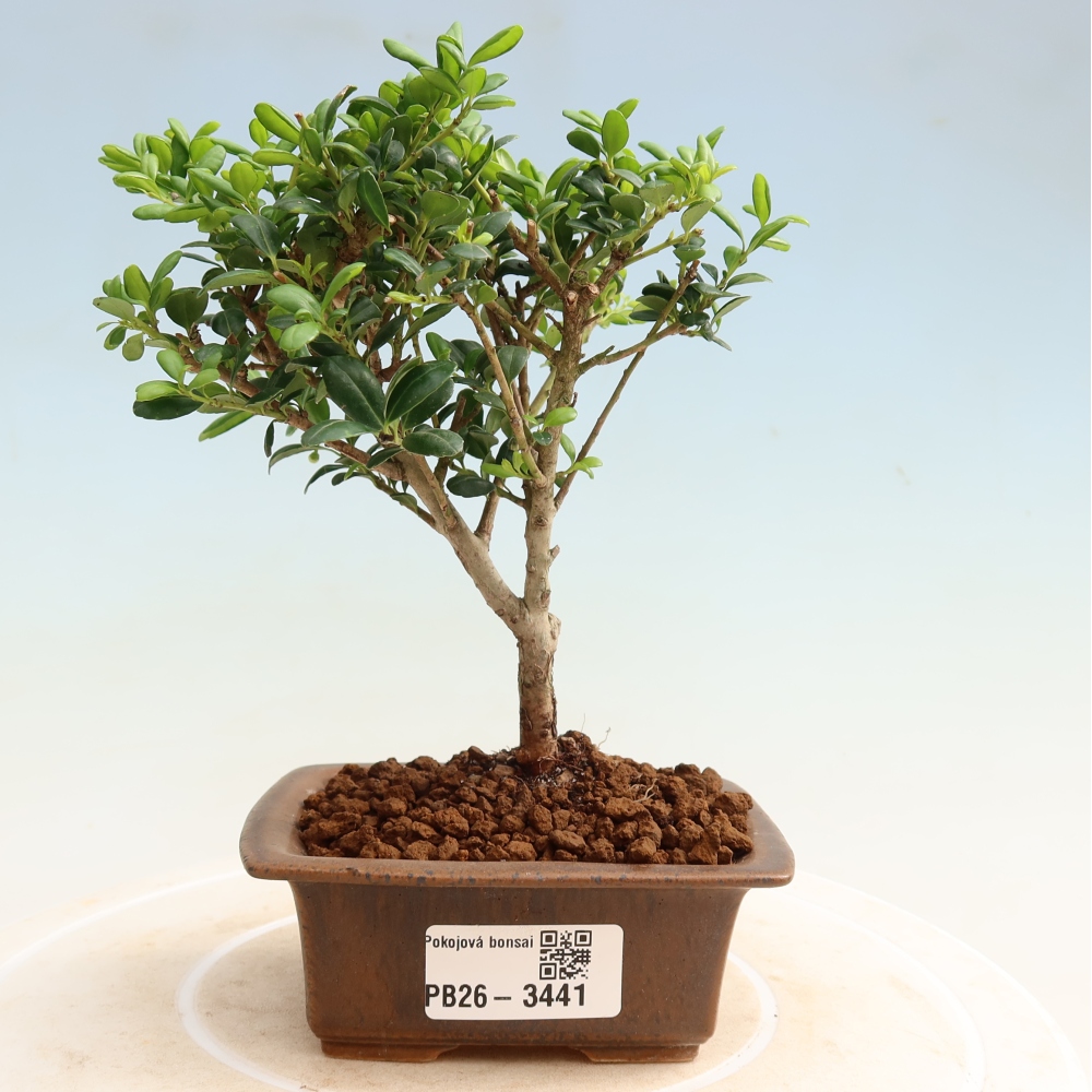 Camera bonsai - Ilex crenata - Agrifoglio