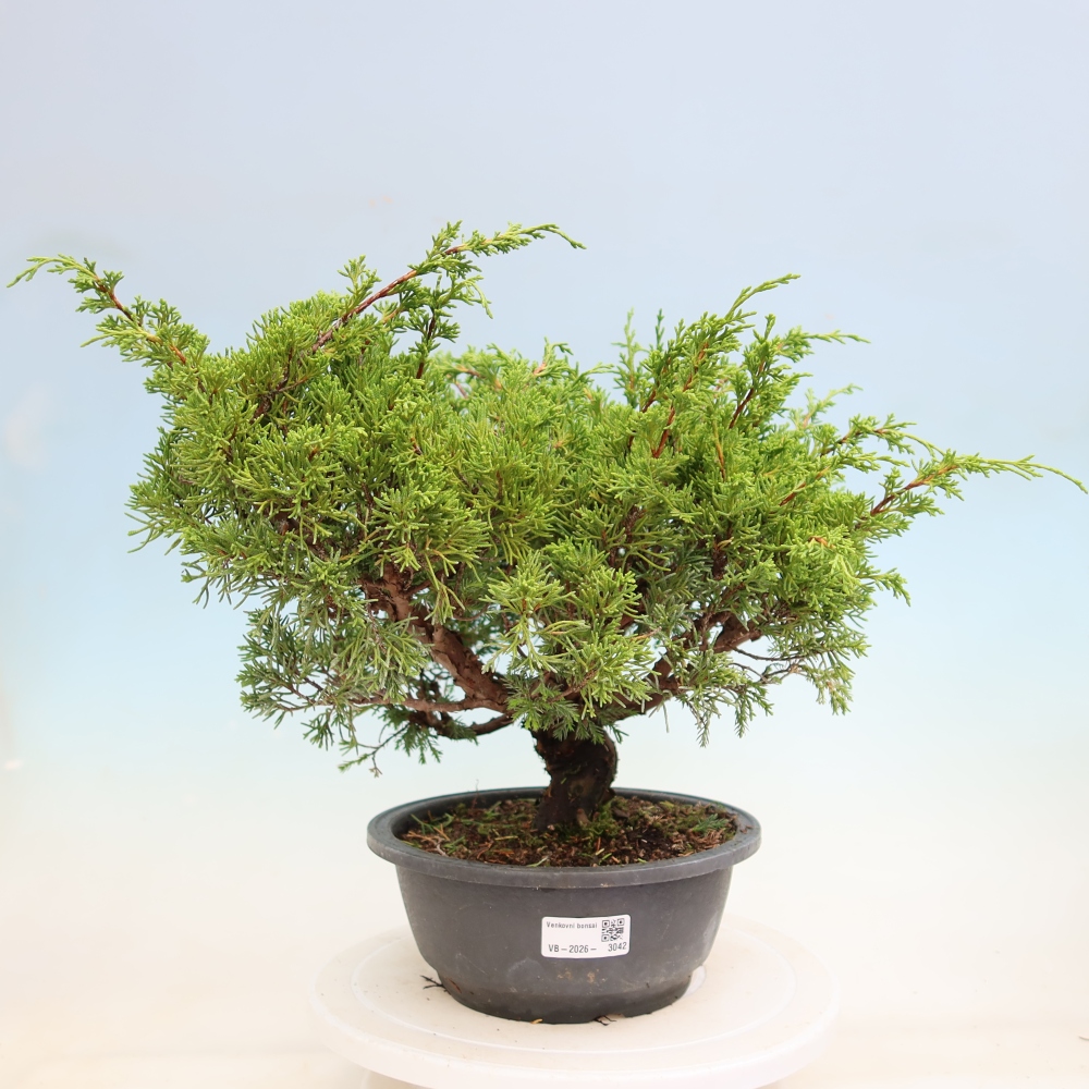 Bonsai da esterno - Juniperus chinensis Itoigawa-Juniperus chinensis
