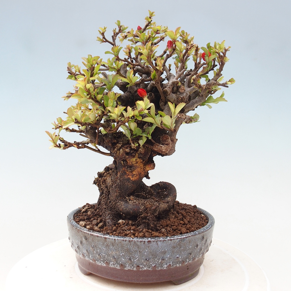 Bonsai da esterno - Chaneomeles speciosa - Cotogno