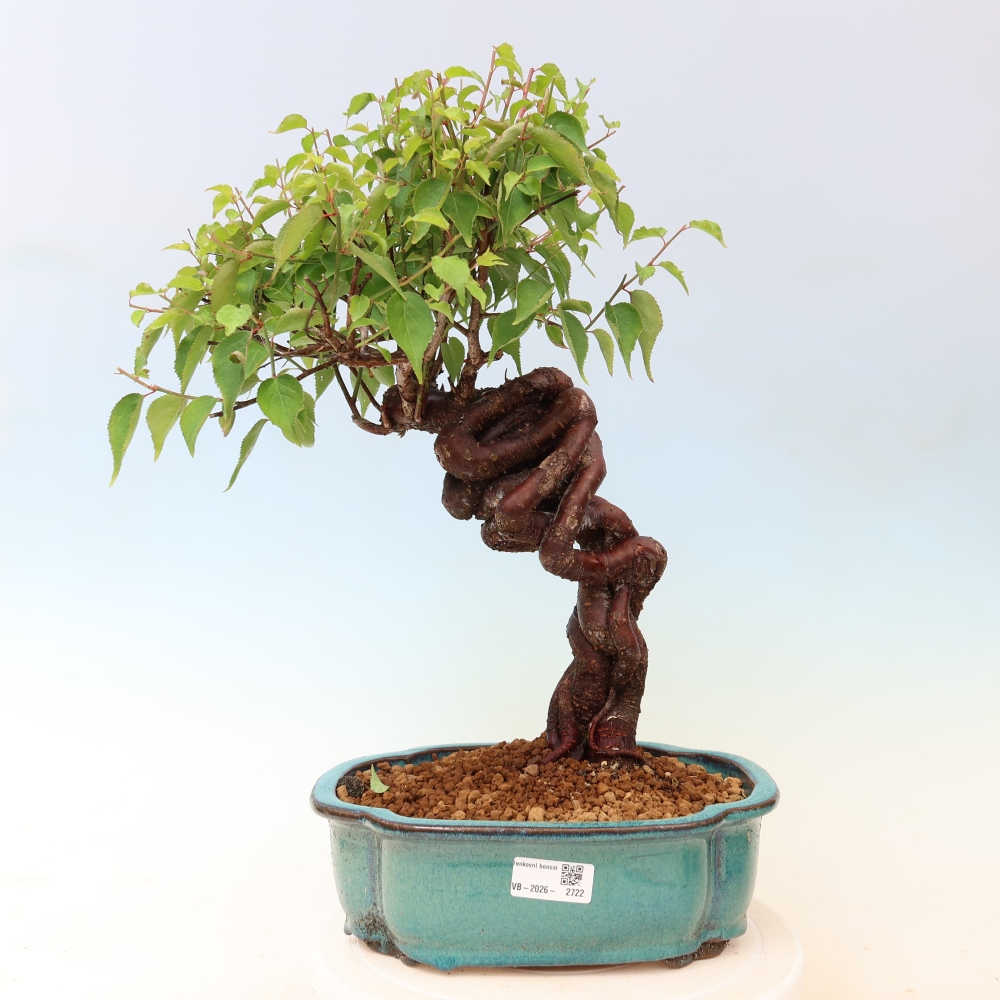 Bonsai da esterno - Albicocco giapponese - Prunus Mume
