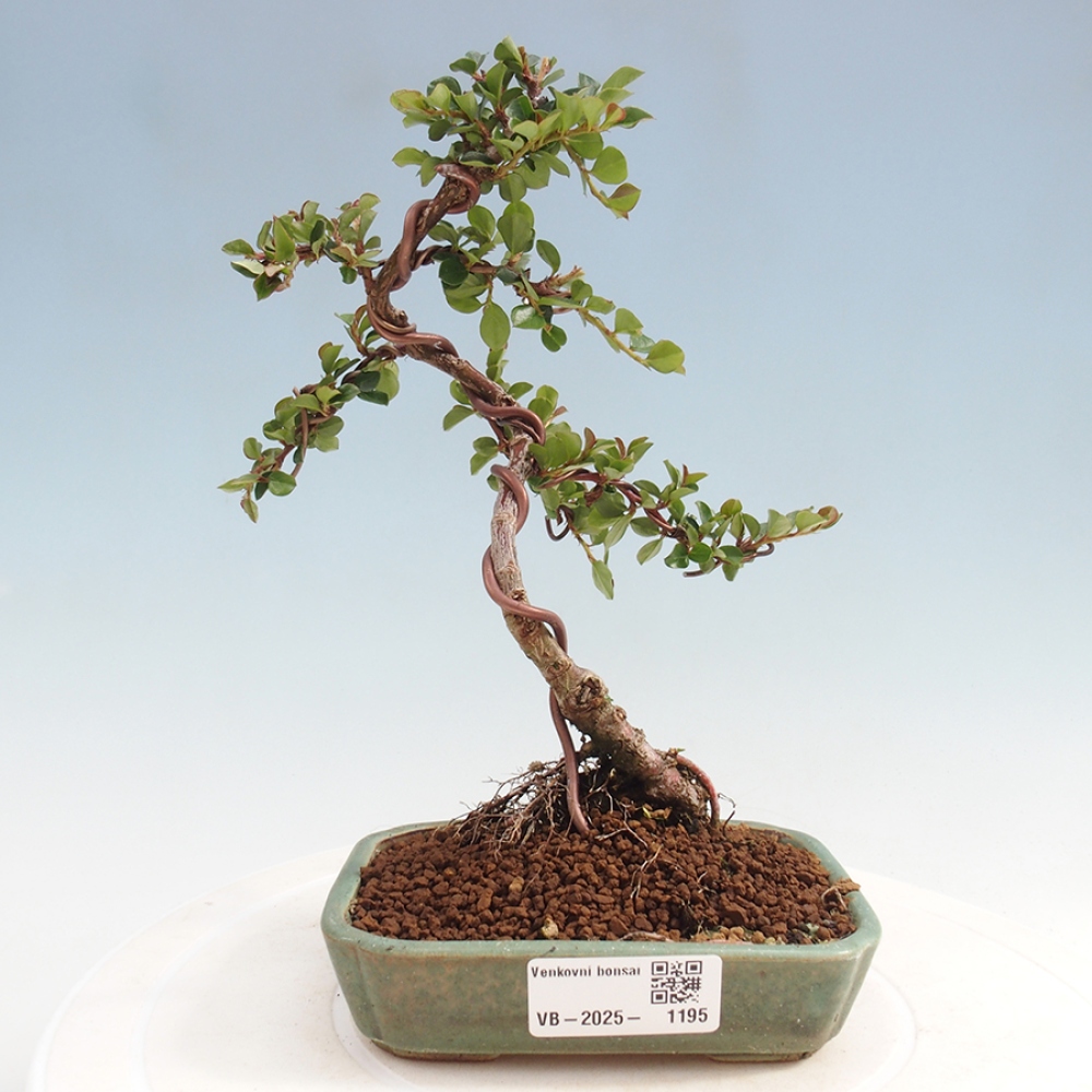 Bonsai da esterno-Cotoneaster horizontalis - Montagne Rocciose