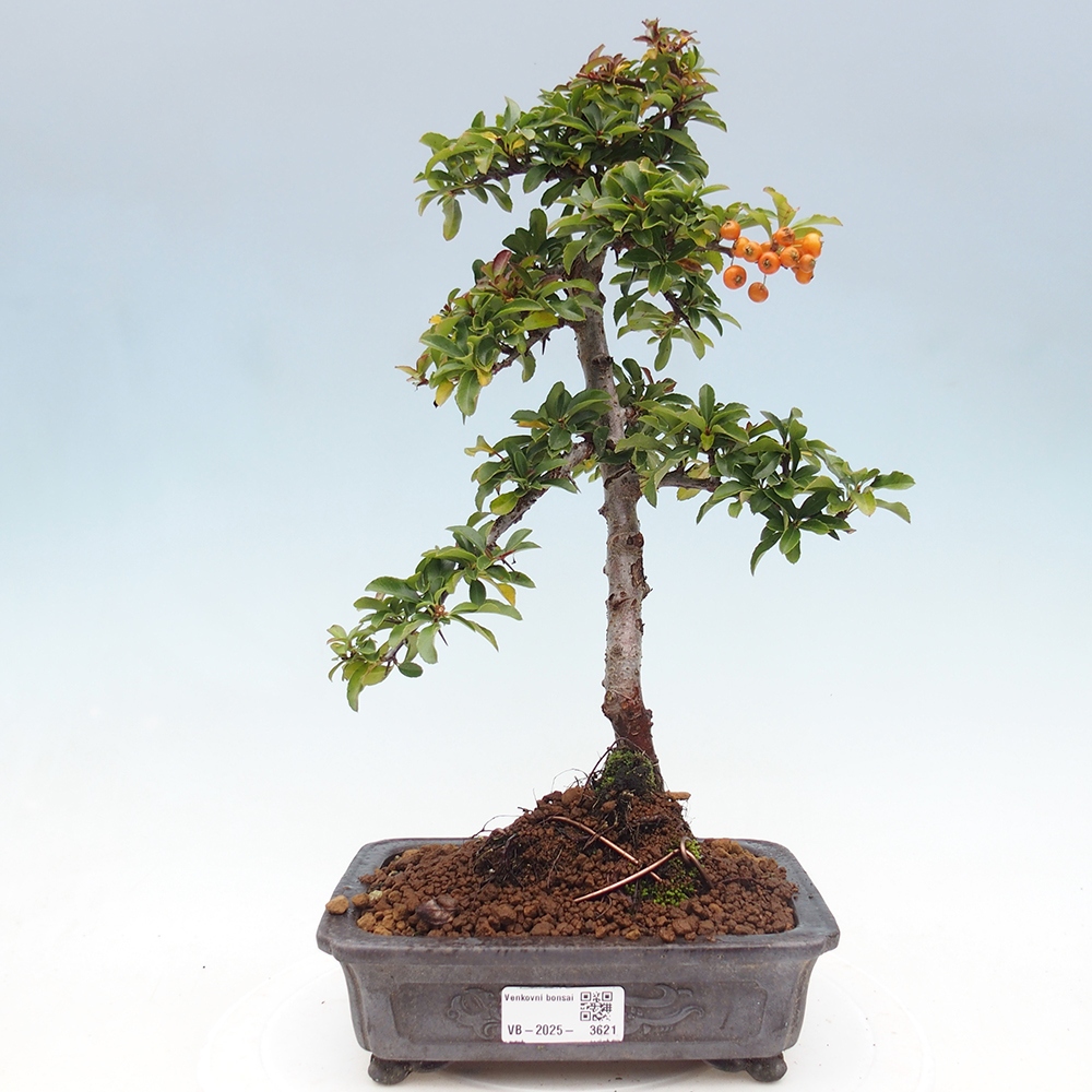 Bonsai da esterno-Pyracantha Teton -Hlox