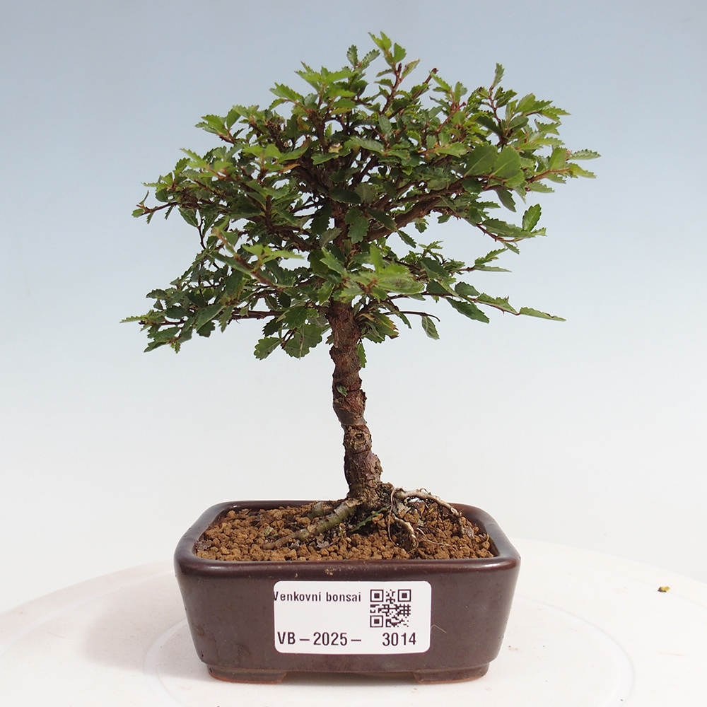 Bonsai da esterno - Ulmus parvifolia Sagei - Olmo a foglie piccole