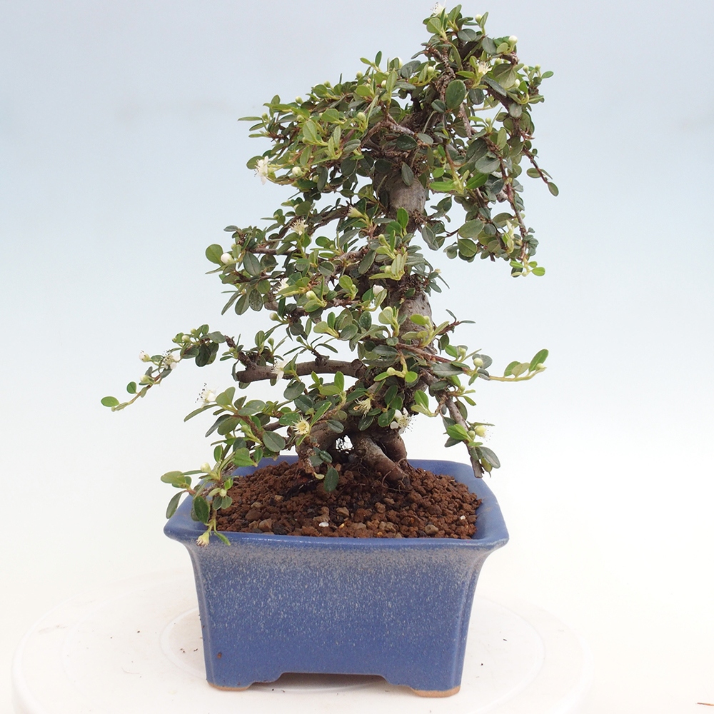 Bonsai da esterno - Cotoneaster dammeri - Roccia di Damer