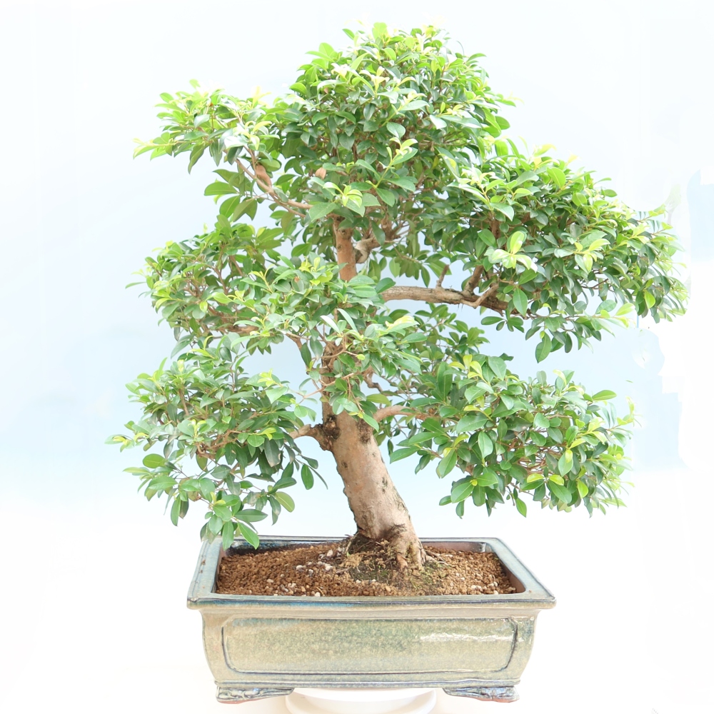 Camera bonsai - Ciliegio australiano - Eugenia uniflora