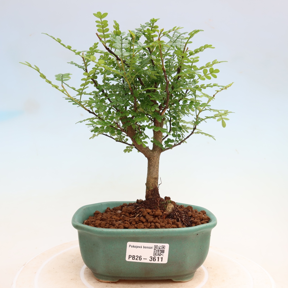 Camera bonsai - Zantoxylum piperitum - albero del pepe