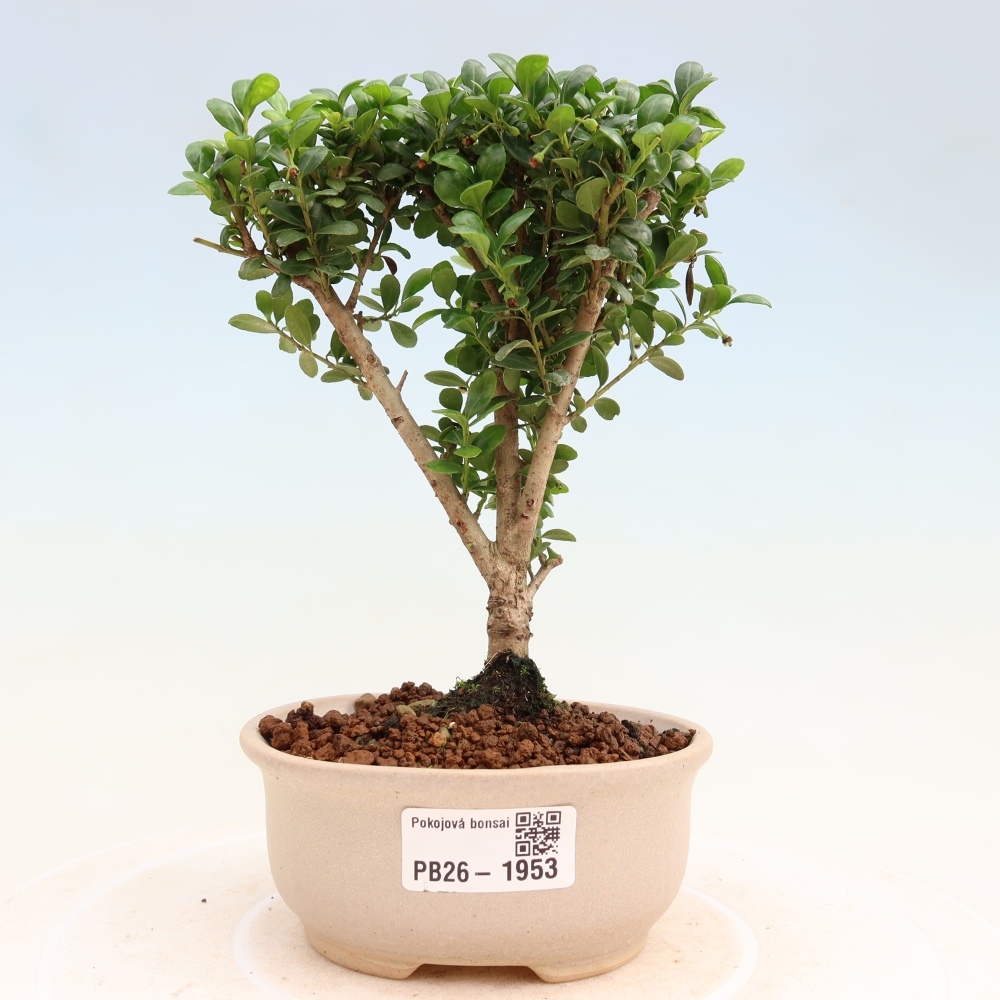 Camera bonsai - Ilex crenata - Agrifoglio