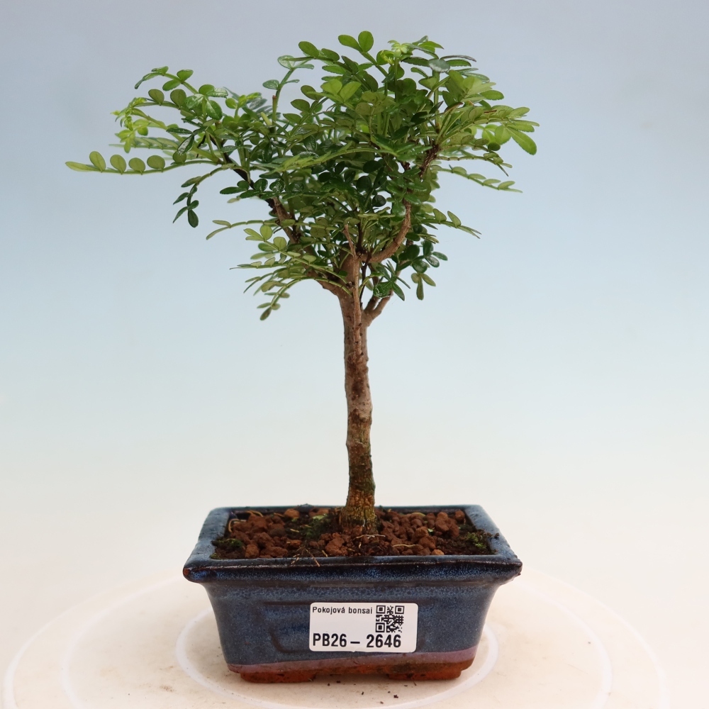 Camera bonsai - Zantoxylum piperitum - albero del pepe