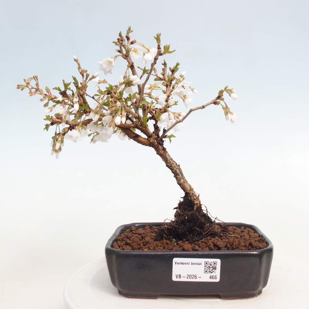 Bonsai da esterno - Prunus incisa Kojou-no mai-Plivon ritagliato