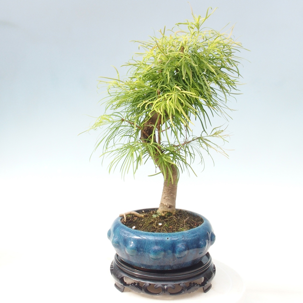 Tavolo per bonsai in plastica rotondo 21 x 21 x 5 cm, nero