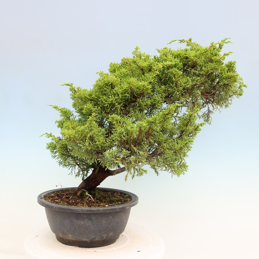 Bonsai da esterno - Juniperus chinensis Itoigawa-Juniperus chinensis