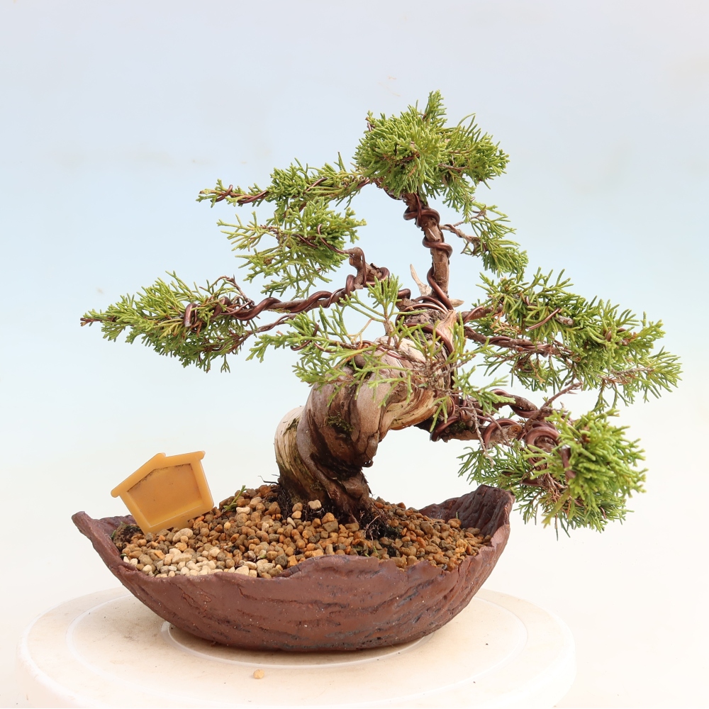Bonsai da esterno - Juniperus chinensis Itoigawa-Juniperus chinensis