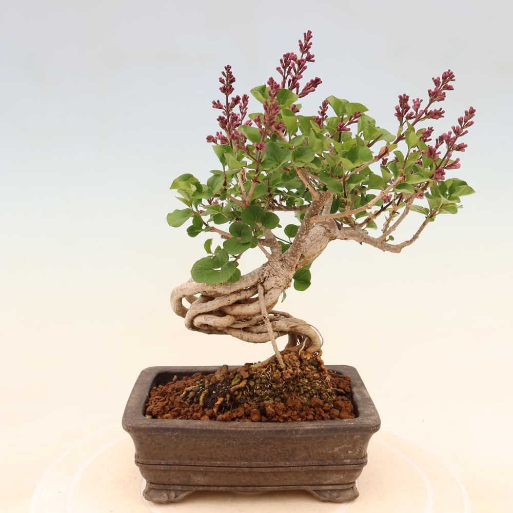 Bonsai da esterno - Syringa microphylla - lillà a fiore piccolo