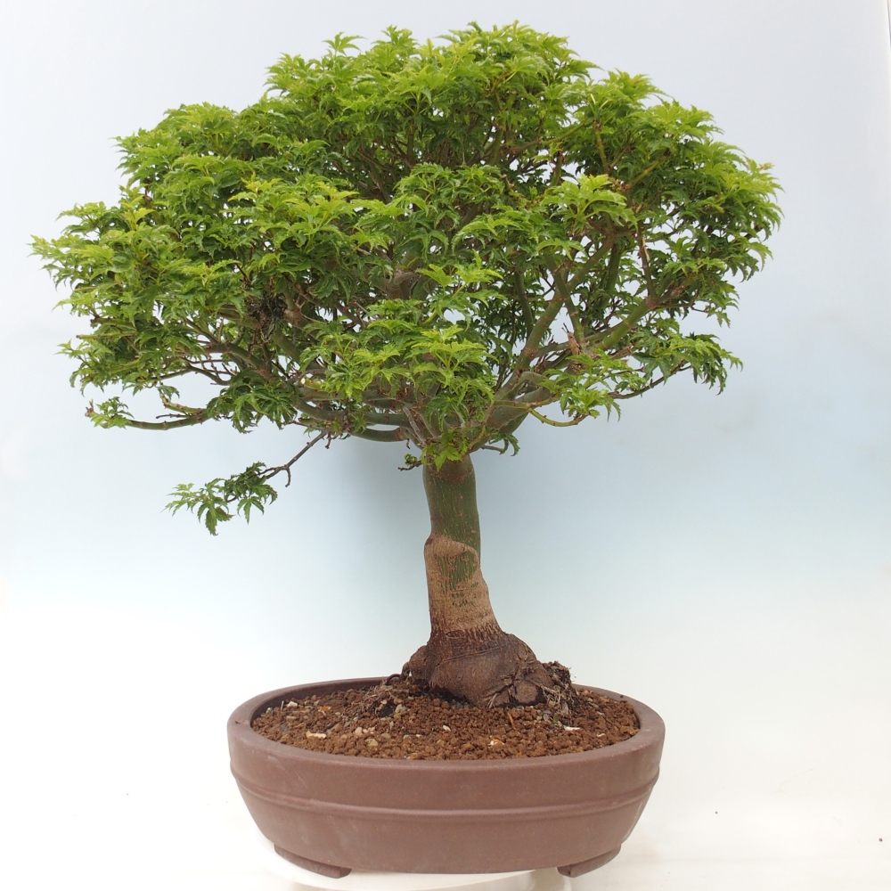Bonsai da esterno -Palma di Giava Acer palmatum Shishigashira