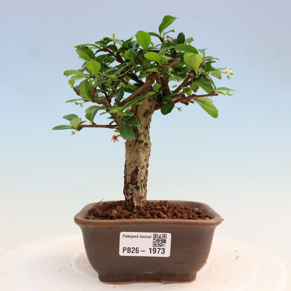 Camera bonsai - Carmona macrophylla - Tea fuki