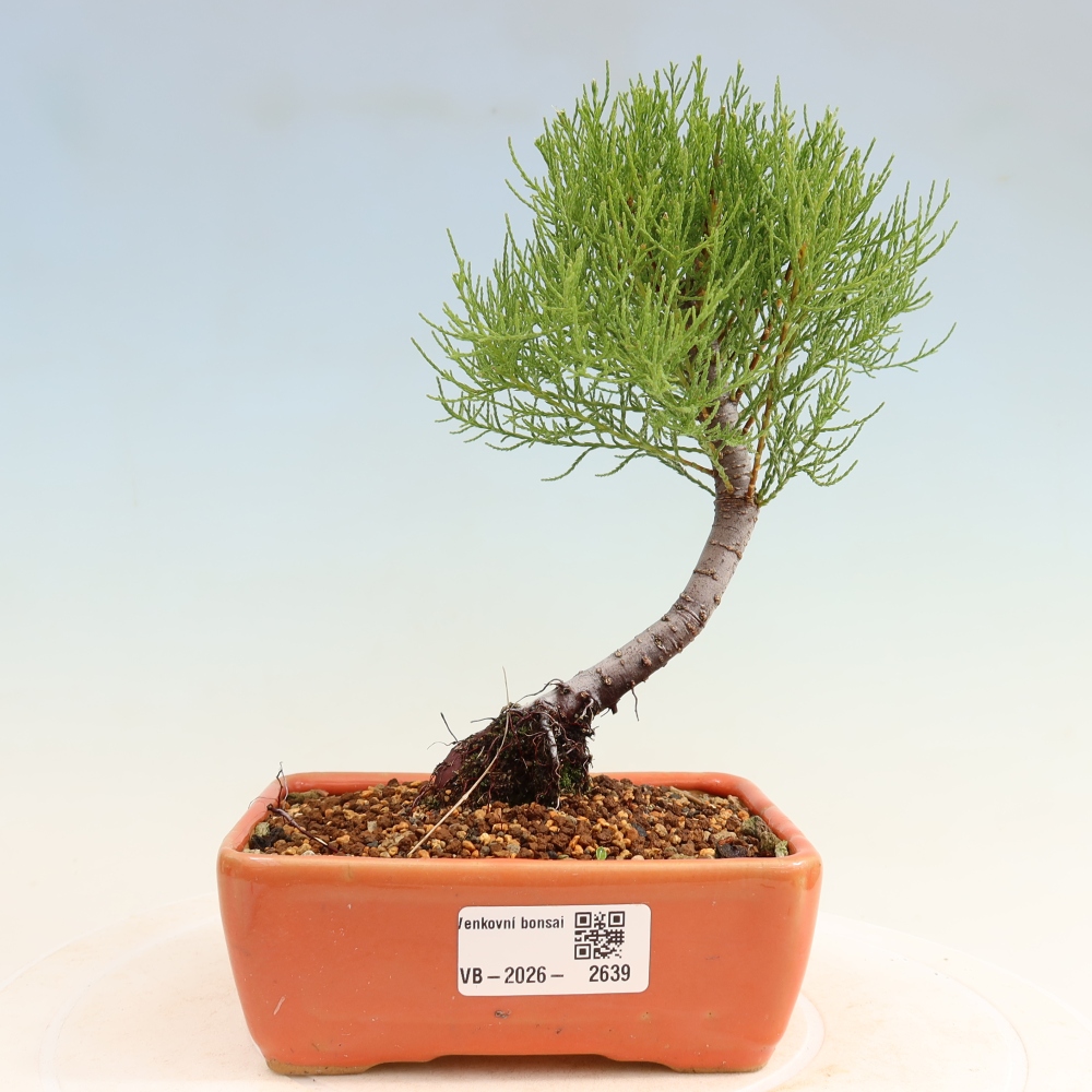 Bonsai da esterno - Tamarisco - Tamarix
