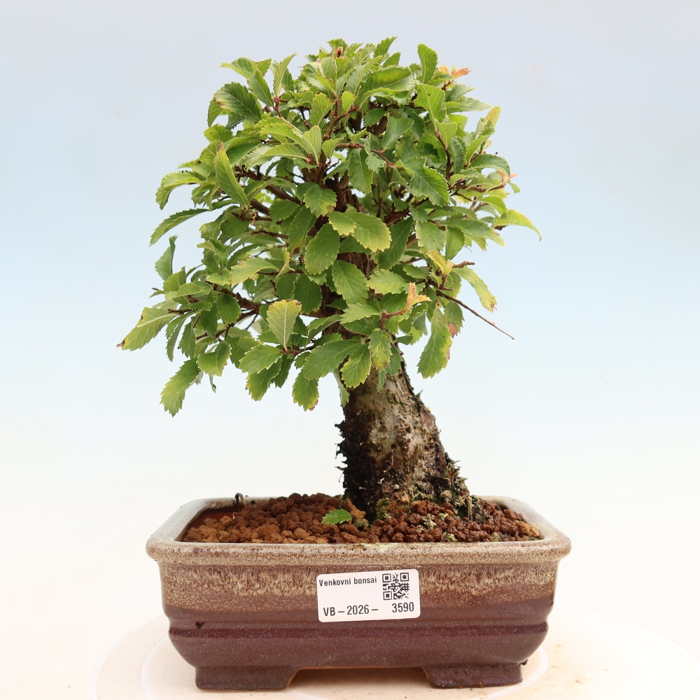 Bonsai da esterno - Zelkova - Zelkova NIRE